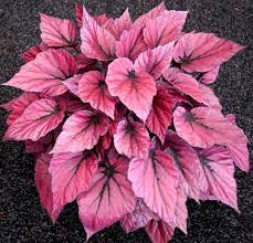 Life Style Plants Perennial Flowering Plants Pink Plant Foliage Plants