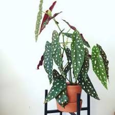Spotted Plant House Plants Indoor House Plants Plants