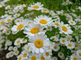 Feverfew Feverfew Herbalism Natural Healing Herbs