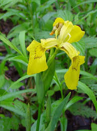 Image result for Iris pseudacorus