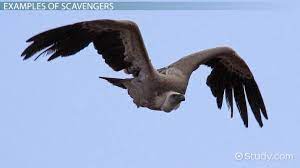 Allegations such as these are serious. Scavenger Animals Definition Examples Video Lesson Transcript Study Com