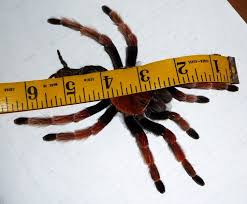 Image result for Brachystegia allenii × boehmii