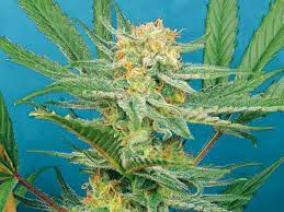 Beim outdoor anbau von cannabis stellen sich gerade anfänger, wann man mit dem outdoor grow anfangen sollte. Ernte 2020 Wie Kommen Die Buds Gut Getrocknet In Die Dose Grow Magazin