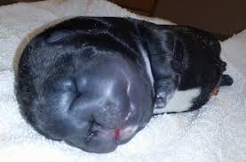 Babies are lilac, merle, and lilac fawn. Whelping Water Walrus Puppies 3