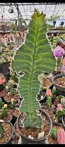 Image result for Monadenium rugosum