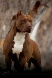 One Of The Single Most Gorgeous Dog Breeds I Feel Like I Should Be Saluting Him Dogs Pitbull Terrier Gorgeous Dogs Breeds