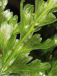 Image result for Vandenboschia