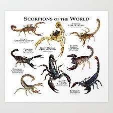 Scorpions Of The World Art Print By Wildlife Art By Roger Hall X Small Arthropods Animal Planet Animals