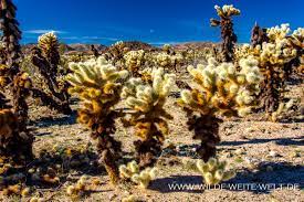 Check out our cholla cactus selection for the very best in unique or custom, handmade pieces from our aquariums & tank décor shops. Jumping Chollas Kuschelige Kakteen Cylindropuntia California Www Wilde Weite Welt De