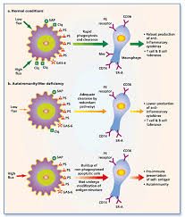 Image result for Autoimmunity