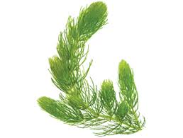 Image result for Ceratophyllum