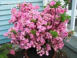 Plant the bush in the container and water well. Plantfiles Picture 4 Of Azalea Rosebud Rhododendron Shade Plants Plants Flowers Perennials