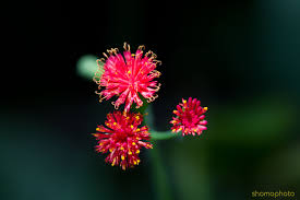We did not find results for: Three Little Flowers Steemit