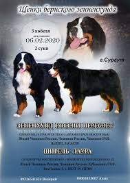 Bernese mountain dog puppies texas cost. Bernese Mountain Dog For Sale In The City Of Surgut Russian Federation Price 818 Announcement 5991