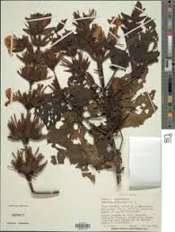 Image result for Mimulopsis excellens