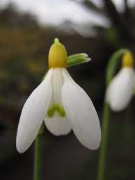 Judy S Snowdrops Nivalis Grake S Gold Flowers Perennials Rare Plants White Gardens