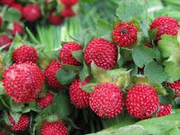 Image result for Duchesnea indica