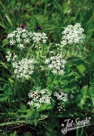 Image result for Pimpinella ledermannii