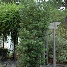 We did not find results for: Shrubby Podocarpus Podocarpus Macrophyllus Maki In Houston Texas Tx At Buchanan S Native Plants