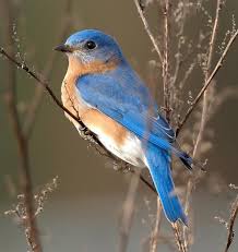 Bluebirds can be found in rural gardens, orchards, and suburban gardens near open farmland. Bird Of The Week 1 23 18 Hillermann Nursery Florist Inc Washington Mo 63090