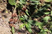 Image result for Galiniera saxifraga