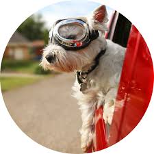 Often a breeder or broker will tell you that the mom or dad is on site then it turns out that the mom can't be shown that day, be leery in that case since this might be a broker only selling pups for profit. Westie Rescue Scheme