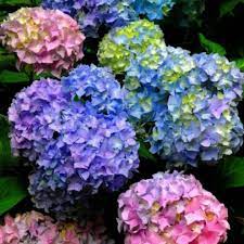 Surprise your loved ones with a fresh proflowers® flower delivery. Flowers By Debbie Home Facebook