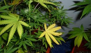 Spotting Cannabis Deficiencies In Your Garden Centurionpro