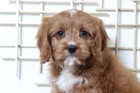 Get healthy pups from responsible and professional breeders at puppyspot. 5 Best Cavapoo Breeders In Maryland 2021 We Love Doodles