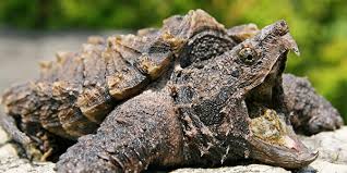 *bite test*leave a comment, like, & don't forget to subscribe if you haven't already! Alligator Snapping Turtle National Wildlife Federation