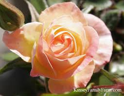 Maybe you would like to learn more about one of these? Knockout Roses Drift Rose Bush For Sale Ga Kinsey Family Farm