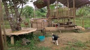 Goat House Design In The Philippines Goat House Goat Shelter Dog Run Fence