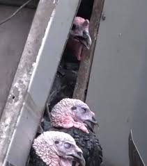 Our latest report demonstrated that almost 90% of diesel vehicles didn't meet emission limits when they drive on however, the analysts said in a report that there was, therefore, less need to cheat. Germany Scandal In The Stable Of Europe S Largest Turkey Producer Serbian Animals Voice Sav