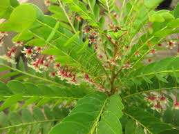 Image result for Phyllanthus manicaensis