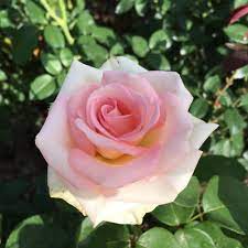 Fresh pink roses on rose bush in garden. Rose Rosa Pink Promise In The Roses Database Garden Org