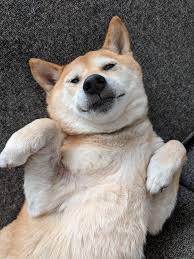 Black And Tan Shiba Inu Chihuahua Mix Rub My Shiba Belly Now Fluffy Animals Dogs And Puppies Pitbull Mix