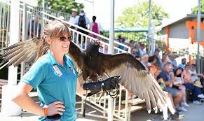 See more ideas about birds of prey, birds, prey. Our Raptor Program Educates About Birds Of Prey Schlitz Audubon