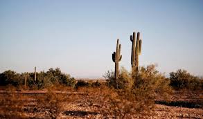 The saguaro cactus is composed of a tall, thick, fluted, columnar stem, 18 to 24 inches in diameter, often with several large branches (arms) curving upward in when water is absorbed, the outer pulp of the saguaro can expand like an accordion, increasing the diameter of the stem and, in this way, can. Important Factors And Information To Consider When Relocating To Arizona Mymovingestimates Com