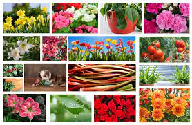 Flower buds contain toxins that cause mild hallucinations, diarrhea, disorientation of your pet when ingested (according to the american society for the prevention of cruelty to animals (aspca). 15 Toxic Plants To Avoid If You Have Pets Walk It Like A Dog