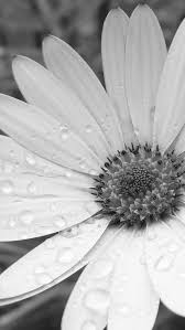 Black And White Flower Flowers Photography Wallpaper Flower Iphone Wallpaper Photography Wallpaper