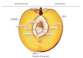 Stone Fruit Fruit Whose Seed Is Surrounded By Three Distinct Layers An Extremely Hard Stone Or Endocarp A Fleshy Meso Biology Plants Plant Science Botany