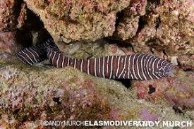 Gymnomuraena Zebra Zebra Muren Baligi 2020 Zebra Endonezya Mercan
