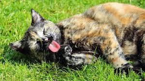 No comments on 20 penyebab kucing tidak mau makan & cara mengatasi. Alasan Kucing Makan Rumput