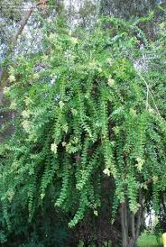 Image result for Galpinia transvaalica