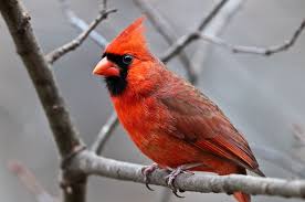 Birds That Look Like Cardinals But Aren T It S Like Living In An Aviary Cardinal Birds Red Birds Birds