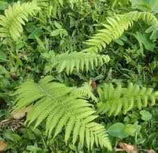 Image result for Amblovenatum opulentum