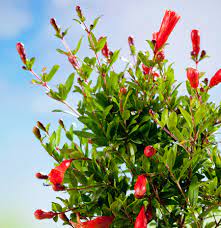He lives in zone 6a western pennsylvania. Cold Hardy Russian Red Pomegranates For Sale Fastgrowingtrees Com