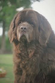 We did not find results for: How Much Does A Newfoundland Dog Cost My Brown Newfies