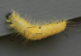 American Dagger Moth Caterpillar Poisonous A Stiniging Caterpillar This Cute Fuzzy Caterpillar Doesn T Fuzzy Caterpillar Sting Like A Bee Moth Caterpillar