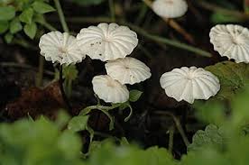 Image result for Marasmius rotula